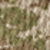 Olive Drab Green Digi/ Coyote Brown