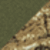 Olive Drab Green/ Realtree Edge