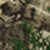 Realtree Edge