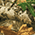 Realtree Edge