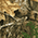 Realtree Edge